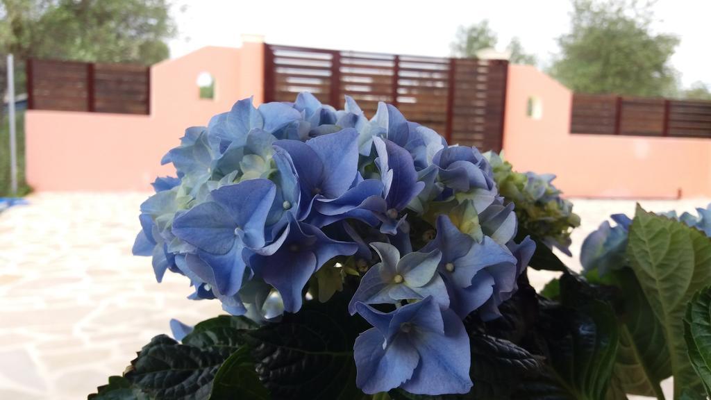 Amaryllis Boutique Apartments Moraítika Kültér fotó